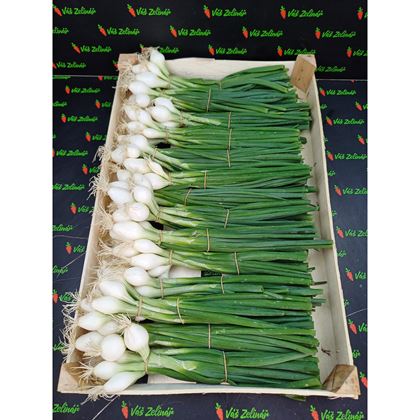 Cibule lahůdková, 14ks/2 kg