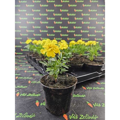 Aksamitník žlutý 16kč, 24ks PL