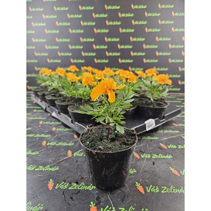 Aksamitník oranžový 16kč, 24ks PL