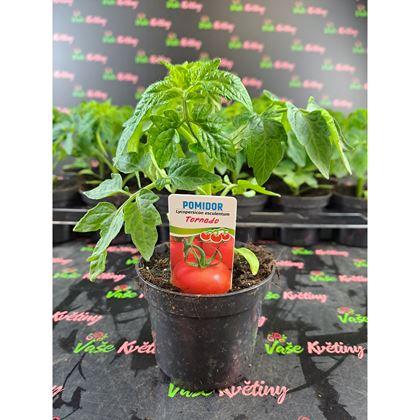 Rajčata Tornádo 21kč, 24 Ks PL