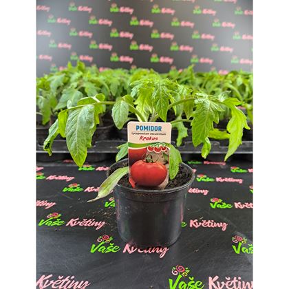 Rajčata Krokus 21Kč, 24 Ks PL