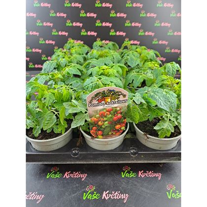 Rajčata Cherry koktejl balkonové 29Kč, 15 ks PL