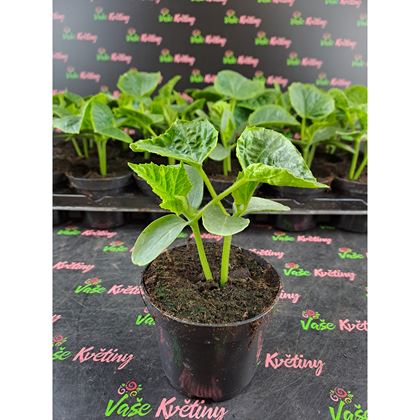 Okurky nakládačky 19Kč, 24 Ks PL