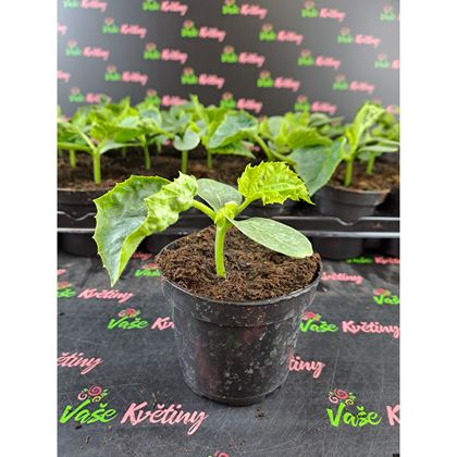 Okurky Hadovky 19Kč, 24 Ks PL