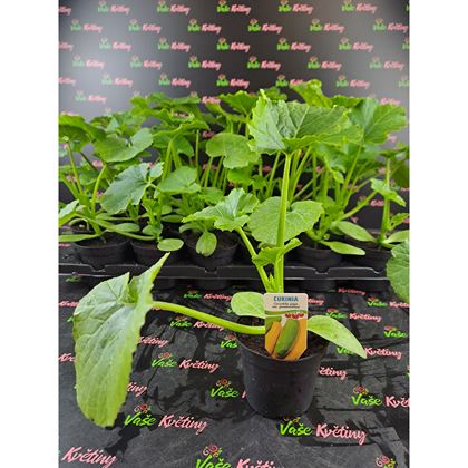 Cuketa 19Kč, 24ks PL