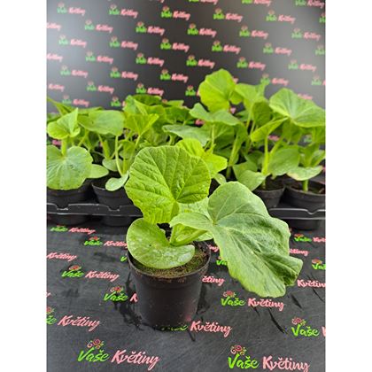 Dýně Hokkaido 19Kč, 24ks PL