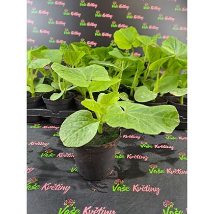 Dýně Halloween 19Kč, 24ks PL