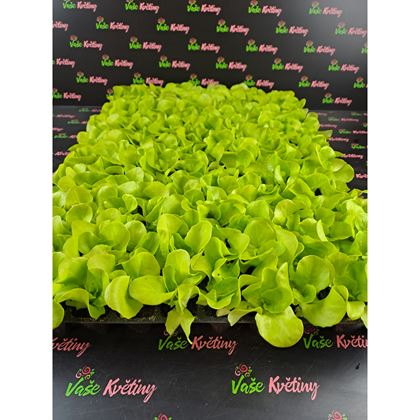 Salát mix 2,5Kč, 160ks PL