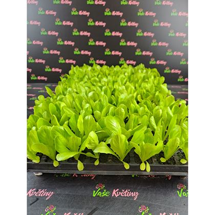 Salát mix 2,5Kč, 112Ks PL