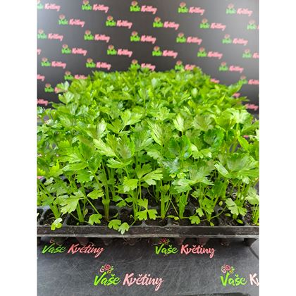 Celer 3kč, 160ks PL