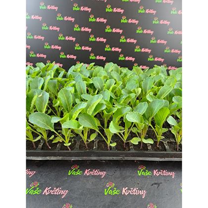 Květák 2,5Kč, 160ks PL