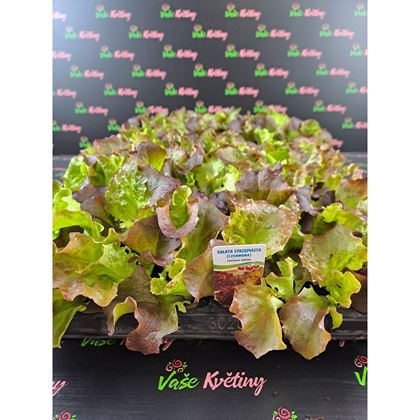 Salát mix 3Kč, 104Ks PL