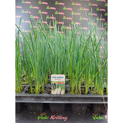 Pór pozdní zimní 13Kč, 45ks PL