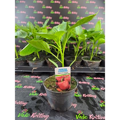 Paprika červená 20Kč, 24ks PL