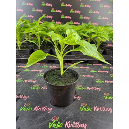 Paprika žlutá 20kč, 24ks PL