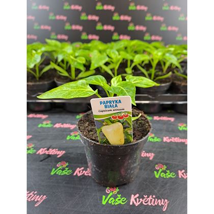 Paprika bílá 20Kč, 24ks PL