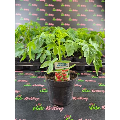 Rajčata cherry koktejl 21Kč, 24 Ks PL