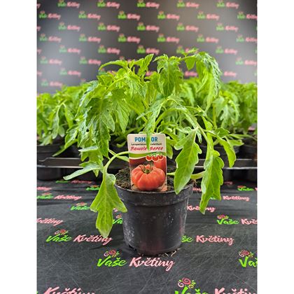 Rajčata Buvolí srdce 21Kč, 24Ks PL