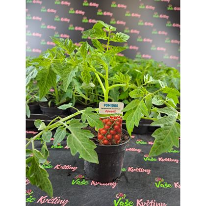 Rajčata keřík koralík 21Kč, 24ks PL