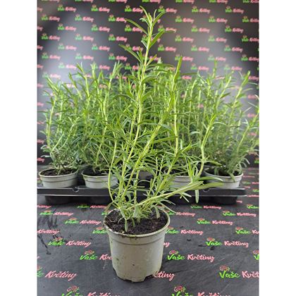 Rozmarýn 29Kč, 15ks PL