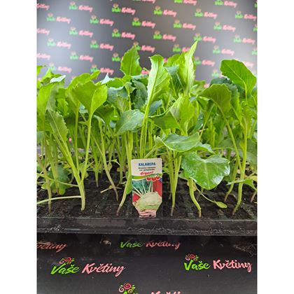 Kedluben GIGANT 3Kč, 112ks