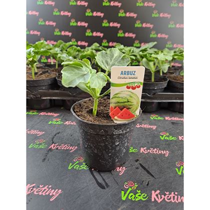 Meloun vodní 24kč, 24ks PL