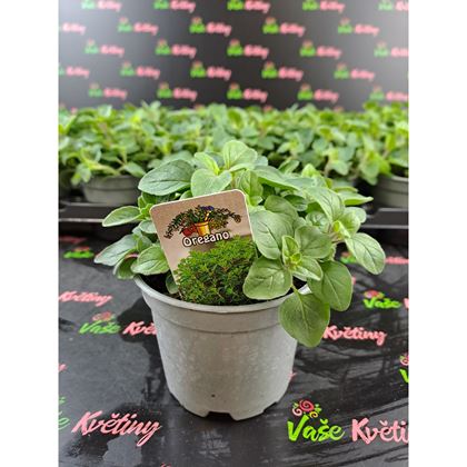 Oregáno 29Kč, 15ks PL