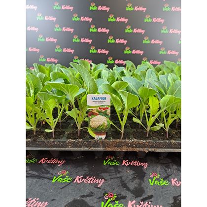 Květák 3Kč, 112ks