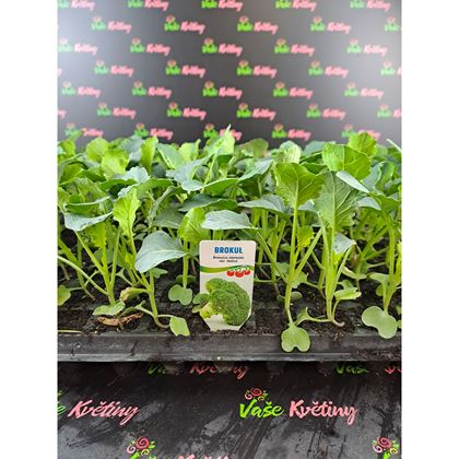 Brokolice 3Kč, 112ks
