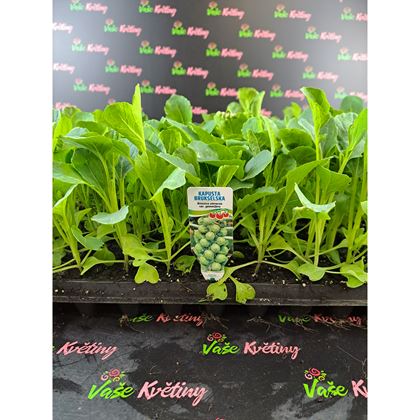 Růžičková kapusta 3Kč, 112ks