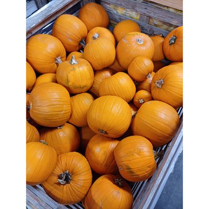 Dýně Halloween, kg