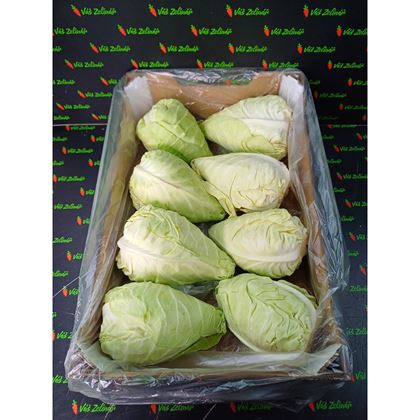 Zelí špičaté rané, 8ks