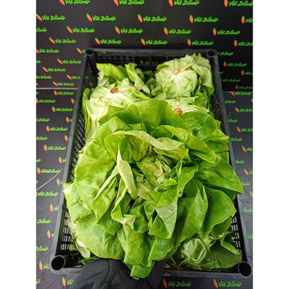 Salát hlávkový, 1ks