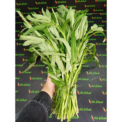 Vodní špenát "rau muống" 1ks
