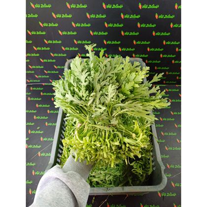 Tong Ho Thin "cải cúc" 1ks