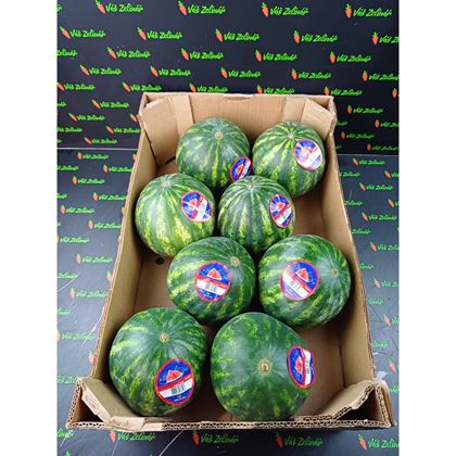 Meloun vodní bezsemenný, 8ks