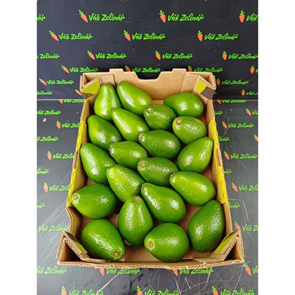 Avocado Zutano, 20 ks