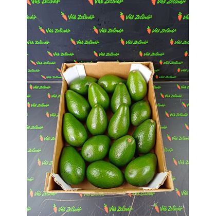 Avocado Zutano, 16 ks