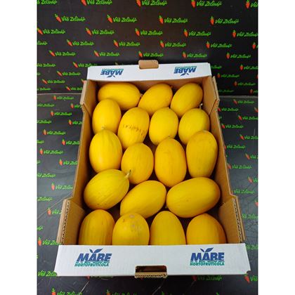 Meloun žlutý Honey Dew, 18ks