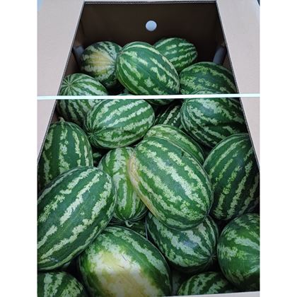 Meloun vodní box