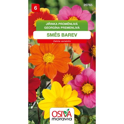 Osiva - Jiřnka proměnlivá - Dahlia variabilis, 10ks